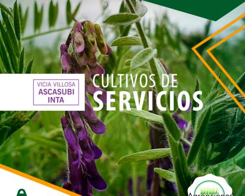 Vicia Villosa Inta Ascasubi - Criadero el Cencerro
