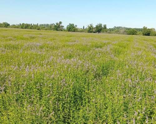 Vendo Lote de 12 Ha de Menta Piperita en Producción