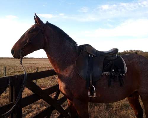 Caballo de Trabajo Mestizo
