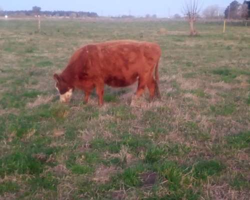 Vendo 4 Vacas Usadas Preñadas