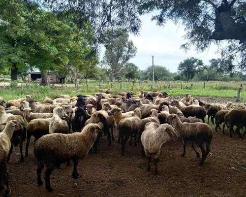 Vendo Majada de Ovinos