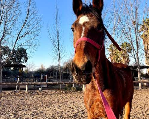 Vendo Yegua Silla Argentina de Salto, Valkiria Z