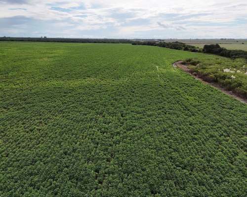 115 Has Aptitud Agrícolas SA Pereira las Colonias Santa FE