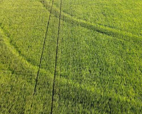 80 Hectáreas Agrícolas Rosario del Tala