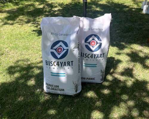 Semillas de Gaton Panic y Panicum Coloratum