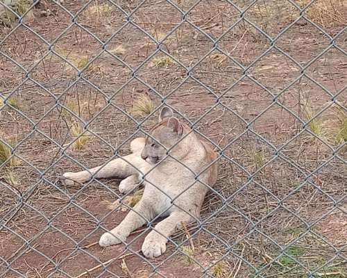 Campo Ganadero a 16 km de la Carolina