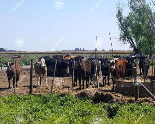 Chacra en Venta 34 Has en Lezama. Ideal Producir y Disfrutar