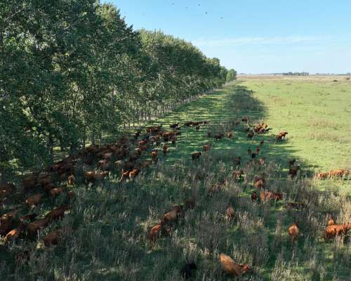 Chascomús, Buenos Aires - 1.038 Ha