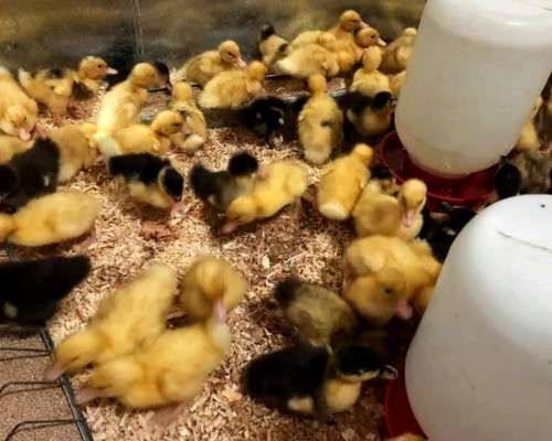 Patitos Pekín y Marruecos