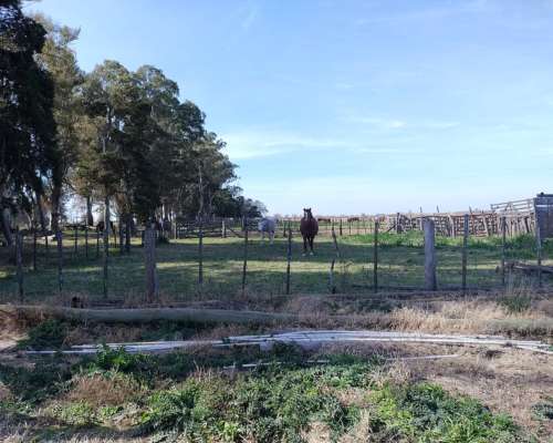 Alcorta Mixto 487 Has