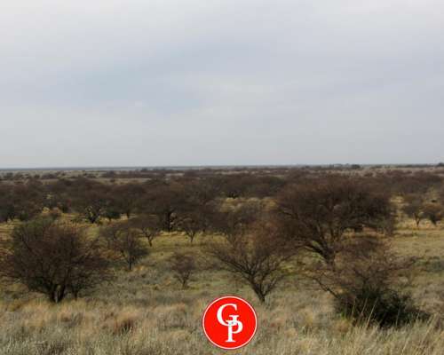 En Venta 1430 HA. en Bernasconi la Pampa.-