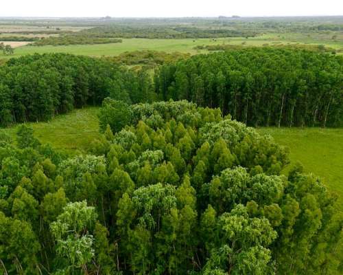Campo Ganadero Costa Uruguay SUR