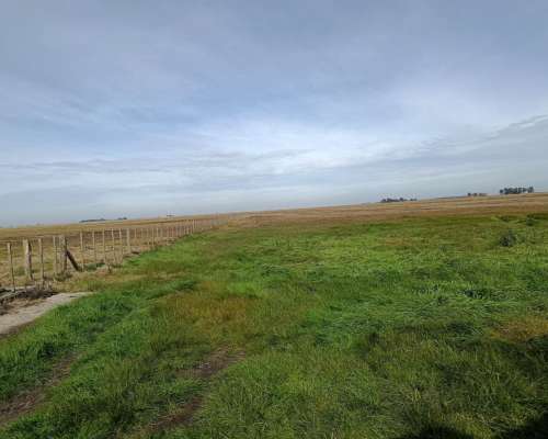 1000 HA, Ganadero, Dolores