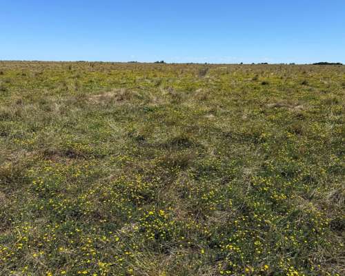 Campo en Venta 2500 HA. Ganadero. General Madariaga Retasado
