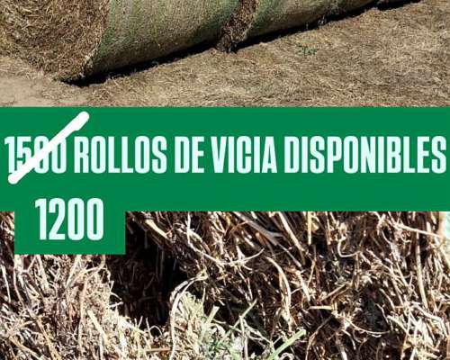 Rollos Alfalfa, Moha, Sorjo Forrajero Azuc, Vicia
