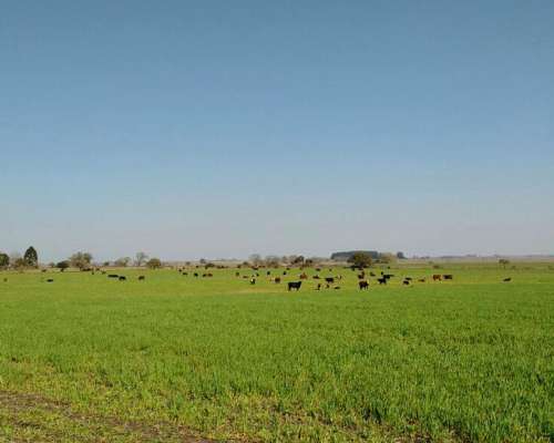 En Venta 150 Hectareas Campo Agricola