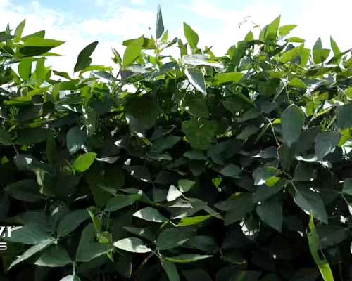 Venta 30 Has Agrícolas en Monje