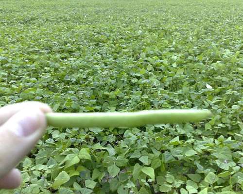 2100 Hectareas en Santiago del Estero (departamento Capital)