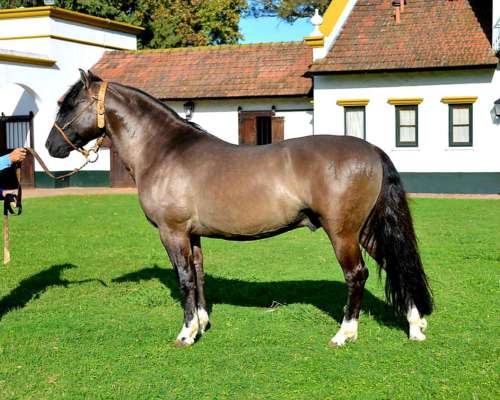 Criollos Puros de Pedigree, Cabaña: San Francisco de Asis.