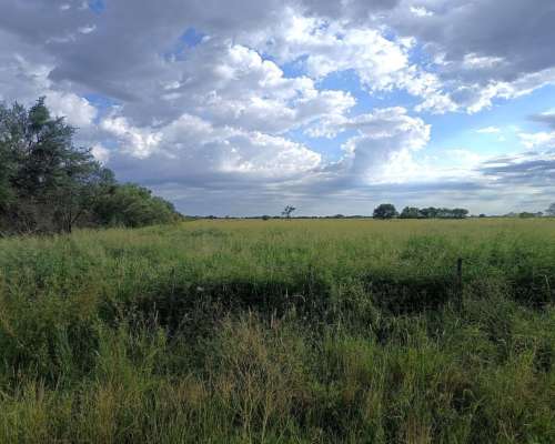 250ha. en las Saladas