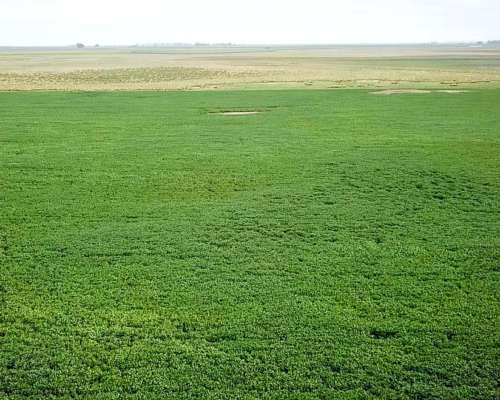 1166 Ha Mixtas Carlos Tejedor, BS. AS. Transf. Paq. Accion.