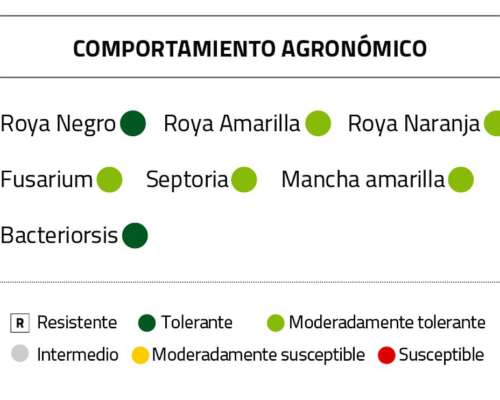 Semilla de Trigo Baguette 620 - Nidera