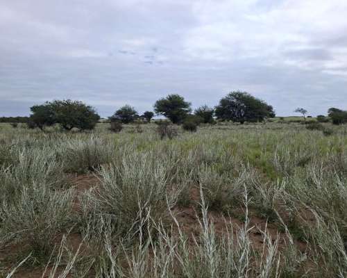 Jaguel del Monte, Loventué, la Pampa - 25.700 Ha