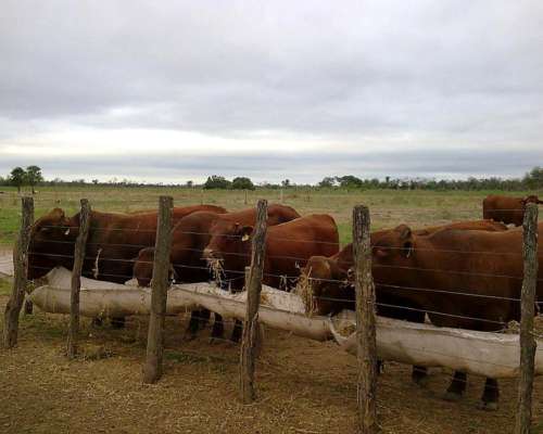Estanislao del Campo- 527 Ha -formosa