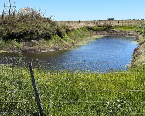 Campo en Venta 2500 HA. Ganadero. General Madariaga Retasado