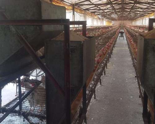Jaulas para Gallinas Ponedoras 8.000 Aves
