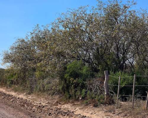 Vendo Campo en Colonia Dora 56 Has Santiago del Estero