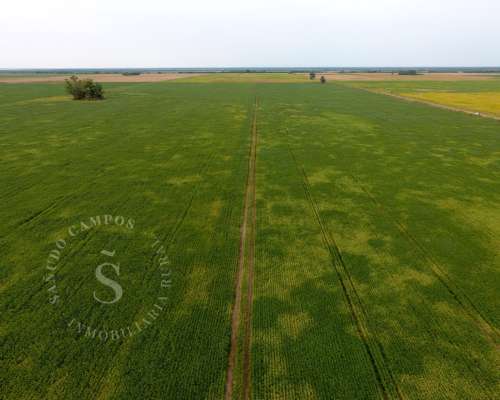 Campo Agrícola. 74 HA. Gaboto, Santa FE
