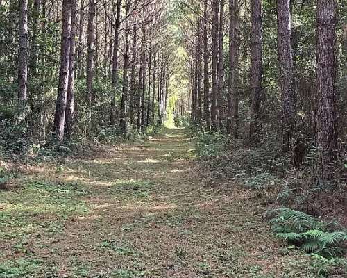 Campo Ganadero Forestal. 215 Ha con 120 Ha de Pino 15 Años