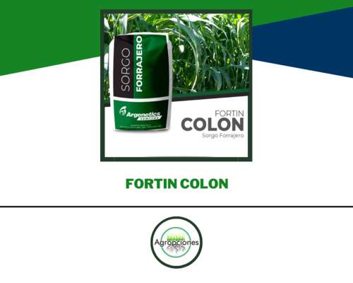 Semilla de Sorgo Forrajero Fortin Colon