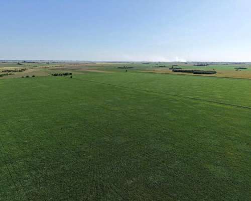 Venta. 98 Has Entre San Genaro/las Rosas (santa Fe).