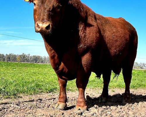 Toro Angus Colorado Bajo Peso al Nacer - Agroads