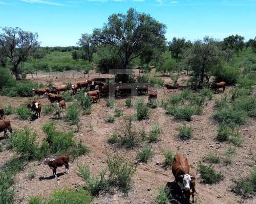Campo Ganadero en Chuña, Córdoba