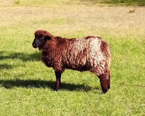 Corderos Borregos Carnero Cordoba