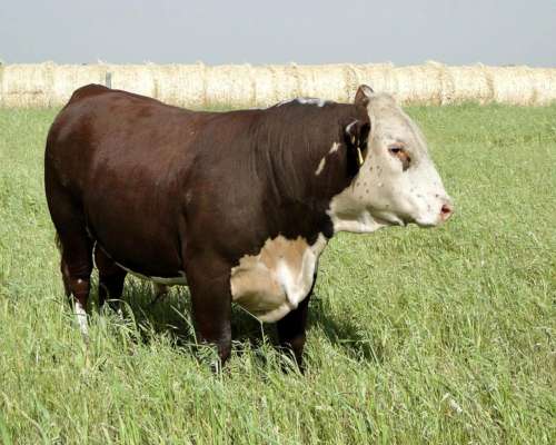 Toro Hereford Puro de Pedrigue