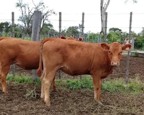 Venta Rodeo Limangus - Cabaña -