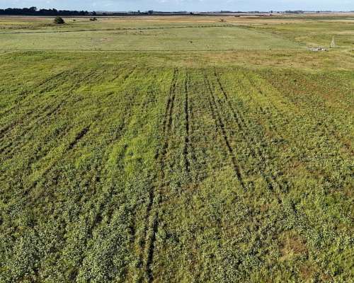 250 Hectáreas Bolivar, BS. AS.