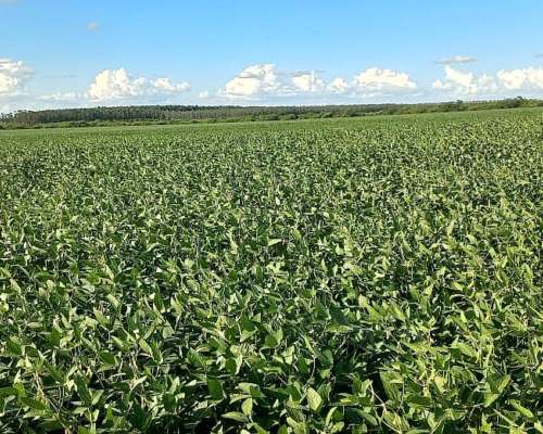 Campo Agricola Entre Rios