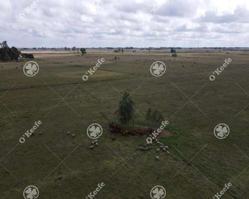 Campo en Venta de 227 Has en Ranchos. Mixto