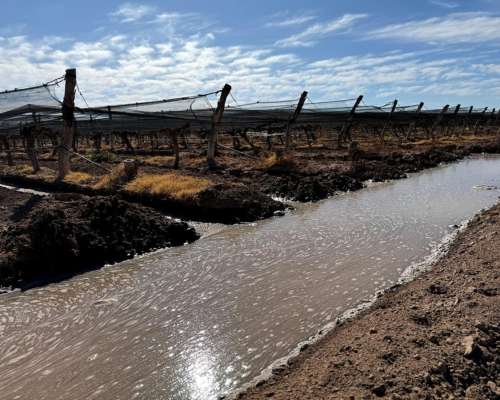 Finca de Viñedos Vitivinícola 34 Ha 2 Pozos,malla Anigranizo