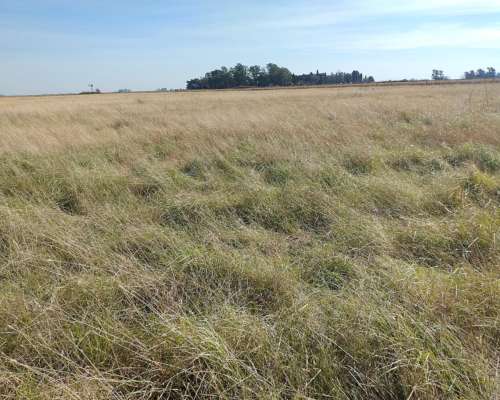 Alcorta Mixto 487 Has