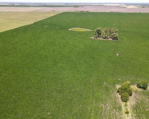 100 Hectáreas Agrícolas, Gualeguaychú - Entre Ríos.