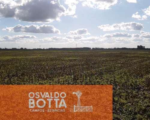 Campo Agricola en Venta 32 Has en Suipacha, Buenos Aires