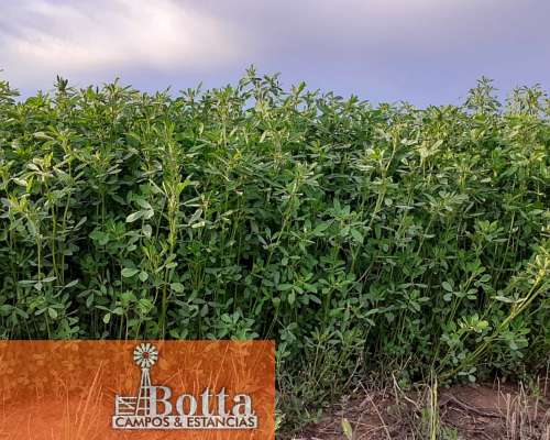 Campo Alfalfero en Venta — 1.220 Has Batavia, San Luis
