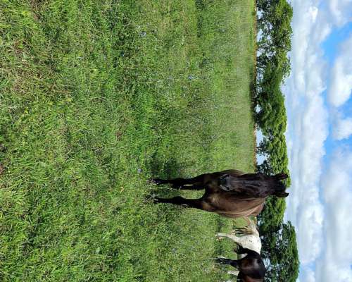 Caballos Mansos de Andar.