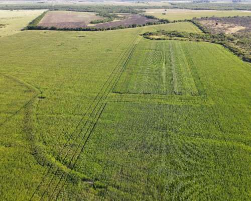 80 Hectáreas Agrícolas Rosario del Tala